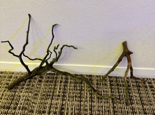 【終了】枝状流木