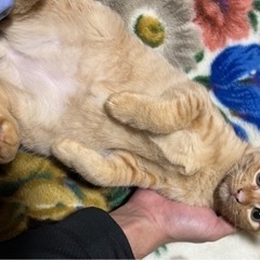 猫ちゃんの里親募集休止中