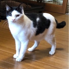 【動画あり】小柄な男の子。引き締まった細マッチョボディ！