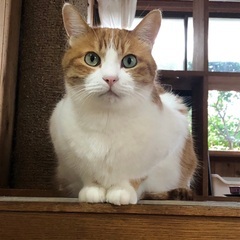 【動画あり】もっちりボディがたまらない！大柄なハンサム男子