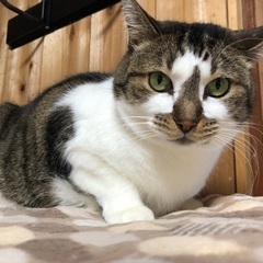 【動画あり】猫部屋イチのユニークっ娘。おとぼけな表情がたまらない！