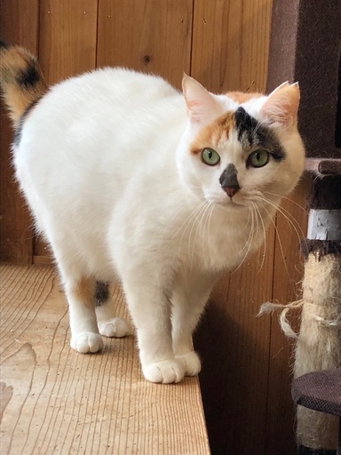 動画あり】とび三毛界のおしゃれ番長！♦︎柄のお鼻がチャームポイント