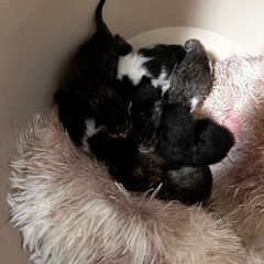 生まれて1週間過ぎました！7匹居ます