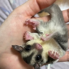 【めちゃ慣れ】フクロモモンガ