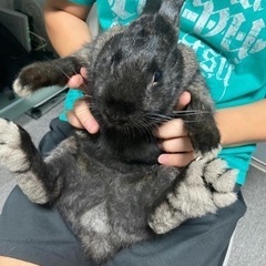 うさぎ