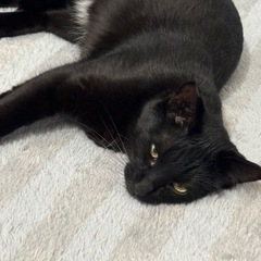 可愛い黒猫のお嬢様　触れる様になりました