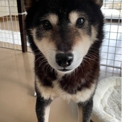 （一旦中止）イケメン柴犬の次郎くん。