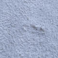 月曜日処分！０円✨カーペットの画像