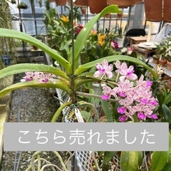ランの花 ギガンティア 代理出品の画像