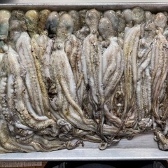 シガヤータコの画像