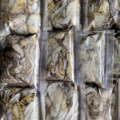 シガヤータコの画像