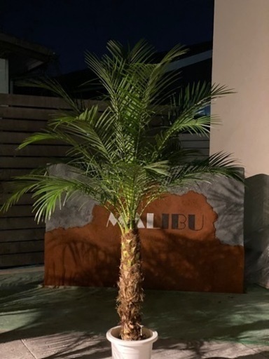 フェニックスロベレニー