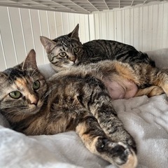 親子なのか兄弟なのか？