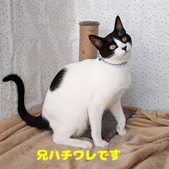 8か月の男の子（手術済）の家族になってくれる方を探しています（里...