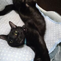 ※里親決定！スキンシップ大好き黒猫くん☆祐(ゆう)ちゃん - 猫