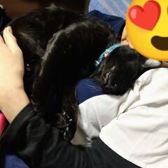※里親決定！スキンシップ大好き黒猫くん☆祐(ゆう)ちゃん − 大分県