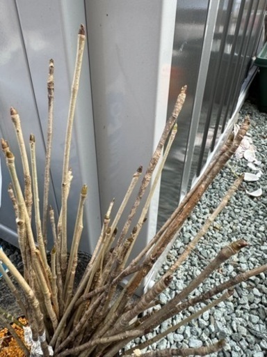 コシアブラ　こしあぶら　苗木　山菜