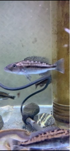 ティランのクロミス　マクリケプス　9-10㎝　ドイツ産　写真個体販売　在庫1匹　アフリカンシクリッド