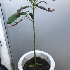 アボカドの苗木の画像