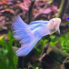 rreaブルートパーズ  国産グッピー　1ペア＋メス1 熱帯魚　アクアリウムの画像