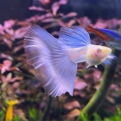 rreaブルートパーズ  国産グッピー　1ペア＋メス1 熱帯魚　アクアリウムの画像