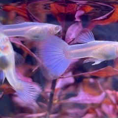 rreaブルートパーズ  国産グッピー　1ペア＋メス1 熱帯魚　アクアリウムの画像
