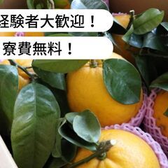 【住み込み/寮費無料】愛媛県愛南町で柑橘の発送・倉庫作業・収穫作...