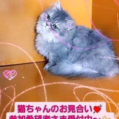 3/3(日)譲渡会♪9月生短足ミヌエット♂ブルータビー＆ホワイト...