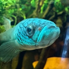 ワイルドベタ アントゥタ type SBの稚魚5匹の画像