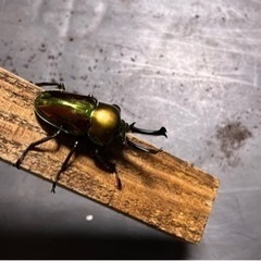 クワガタムシ　ニジイロクワガタ　オス単品の画像
