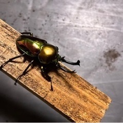 クワガタムシ　ニジイロクワガタ　オス単品の画像