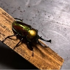 クワガタムシ　ニジイロクワガタ　オス単品の画像