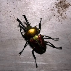 クワガタムシ　ニジイロクワガタ　オス単品の画像