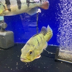 大型魚キクラケルベリーゴールデン (2児パパ) 河内国分のその他