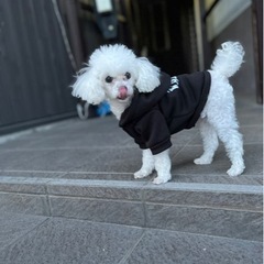 犬友なりませんか？？ - 友達
