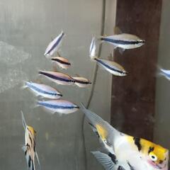 熱帯魚!テトラの仲間。の画像
