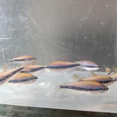 熱帯魚!テトラの仲間。の画像