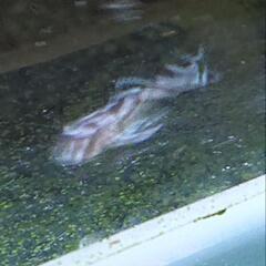 残り５匹となりました！インペリアルゼブラプレコ3匹11100円の画像