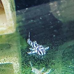 残り５匹となりました！インペリアルゼブラプレコ3匹11100円の画像