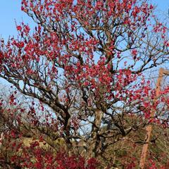 2/25 梅の花を撮影しに行きませんか