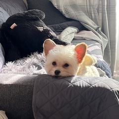 犬友達できますように😢
