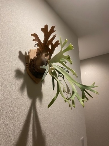 ビカクシダ 各種