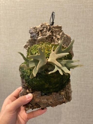 ビカクシダ 各種