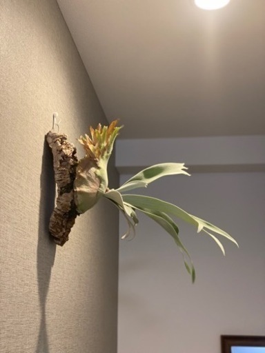 ビカクシダ 各種