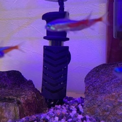 テトラ　26℃ミニヒーター　簡単安全　熱帯魚の画像