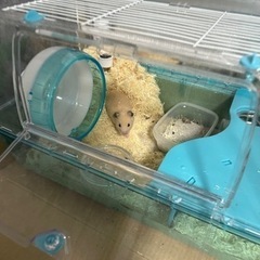 Sanko 三晃商会 SANKO ルーミィ ブルーの画像