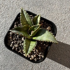 アガベ チタノタ シーザー 子株大