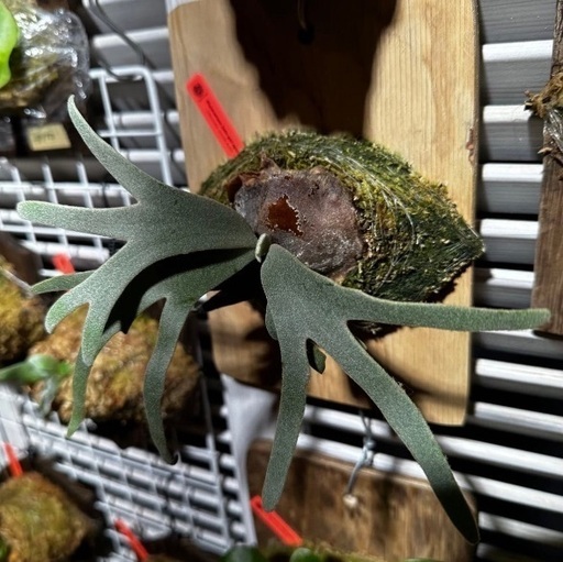 ジェイドガール スポア ビカクシダ 板付 ビカクシダ板付 ウィリンキー