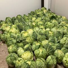 白菜 1玉100円　販売します!!の画像