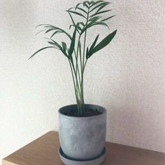 観葉植物　テーブルヤシ(31)　23cm　おしゃれな2号の鉢と受け皿付きの画像